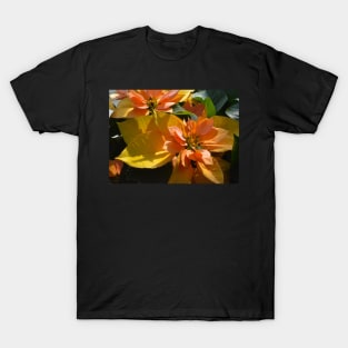 Poinsettia at The Phipps Conservatory Pittsburgh T-Shirt